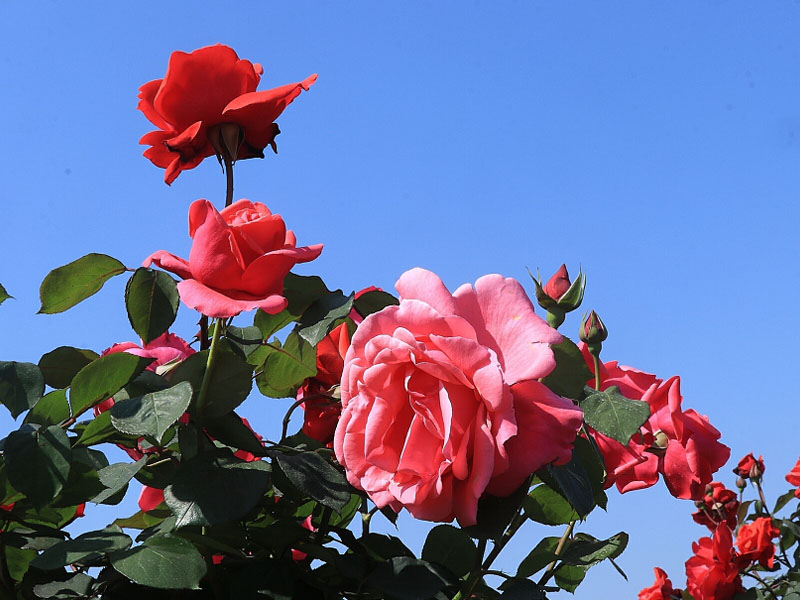 春暖花開季，正是出游時！程力集團小編帶你打卡隨州炎帝紫薇園